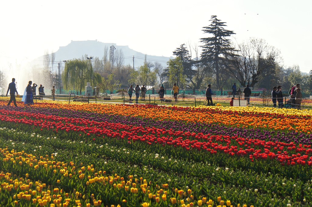 The vibrant colored flowers in Tulip Garden, best places to visit in kashmir